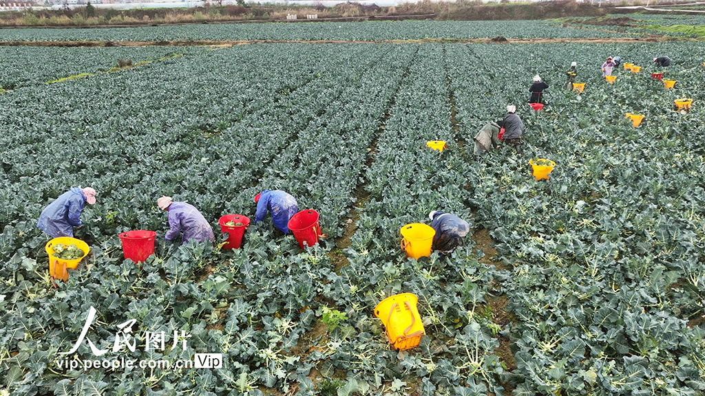 貴州榕江：采收西藍花【2】