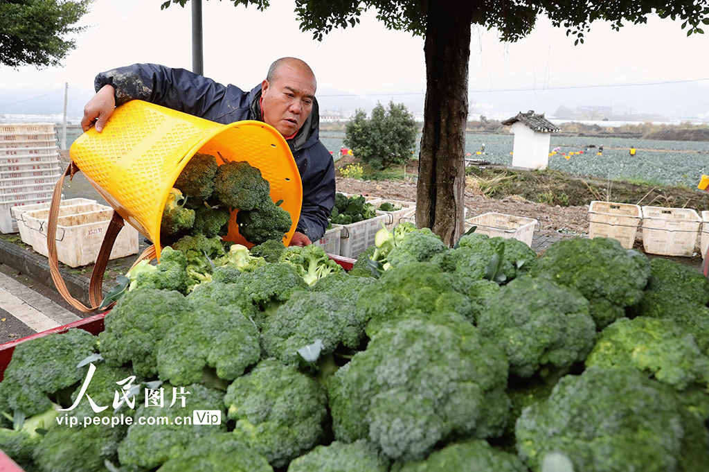 貴州榕江：采收西藍花