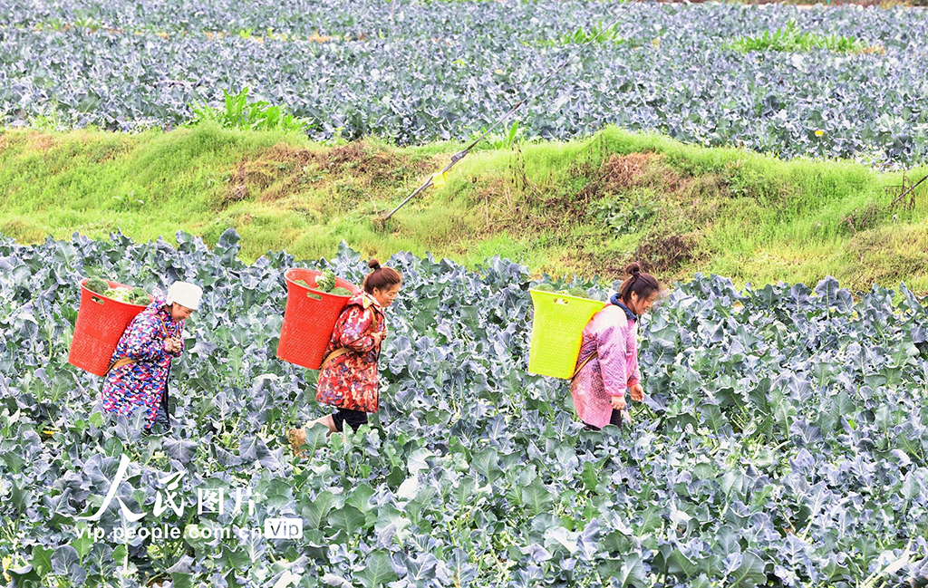 貴州榕江：采收西藍花【3】