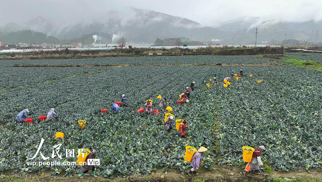 貴州榕江：采收西藍花【4】