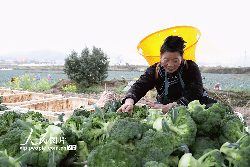 貴州榕江：采收西藍花【5】