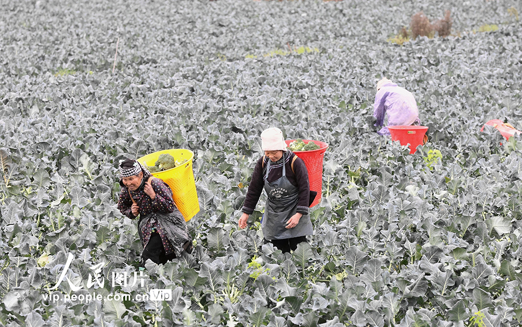 貴州榕江：采收西藍花【6】