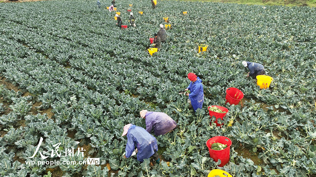 貴州榕江：采收西藍花【7】