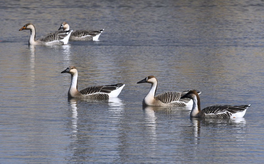 2月23日，水鳥在北京奧林匹克森林公園湖泊內棲息、覓食。