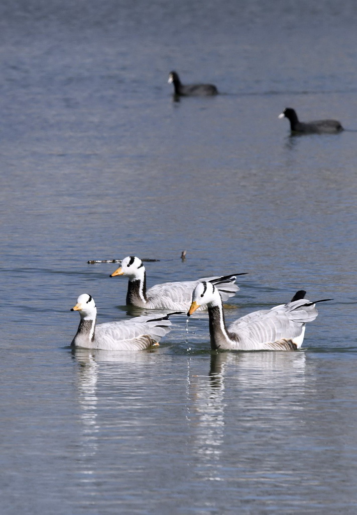 2月23日，水鳥在北京奧林匹克森林公園湖泊內棲息、覓食。