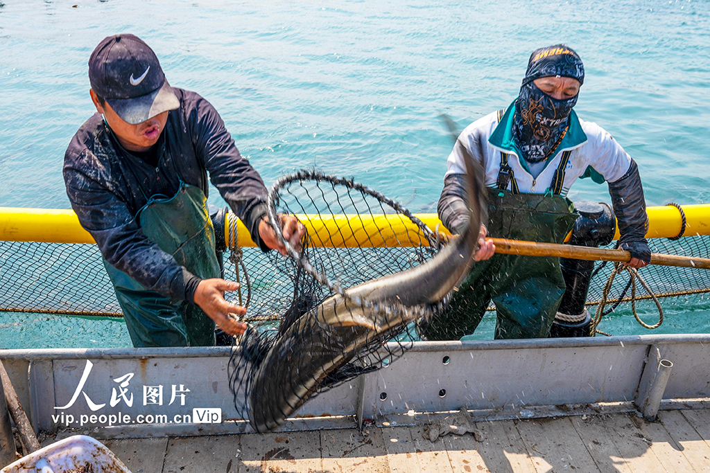 海南?？冢骸昂Ｉ夏翀觥庇S收