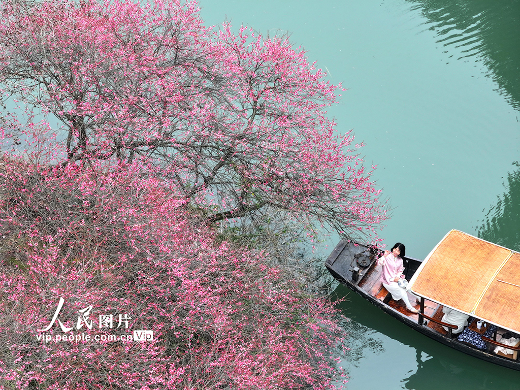 浙江杭州：梅花盛開游客來