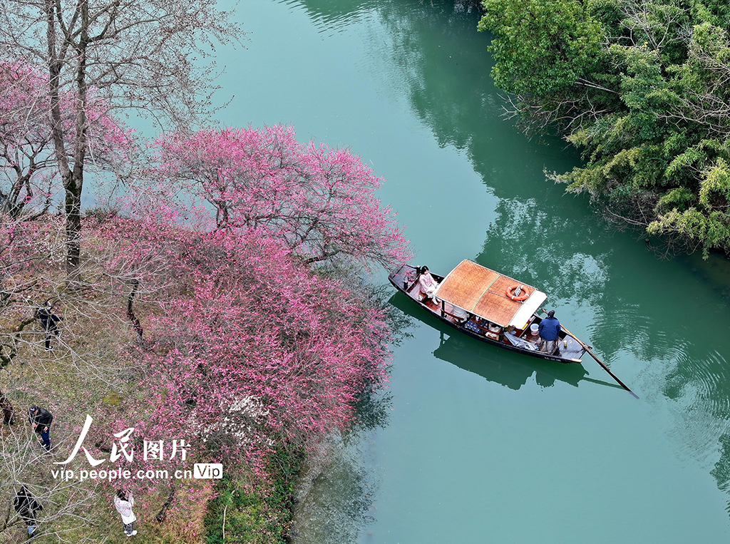 浙江杭州：梅花盛開游客來【2】
