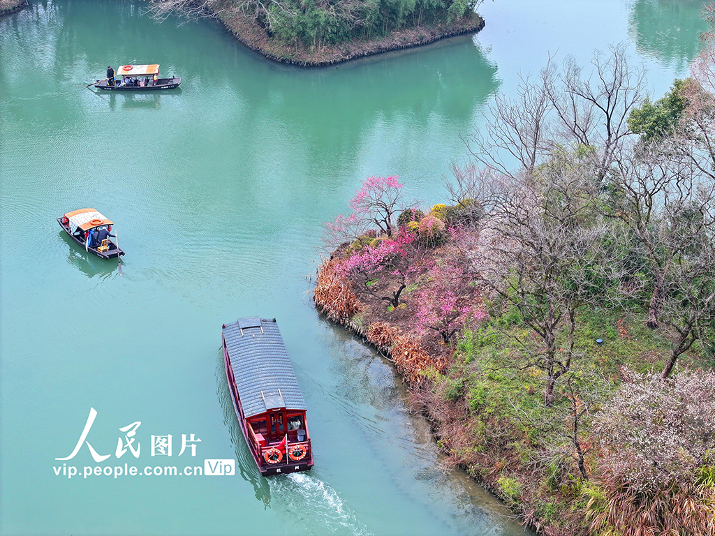 浙江杭州：梅花盛開游客來【3】