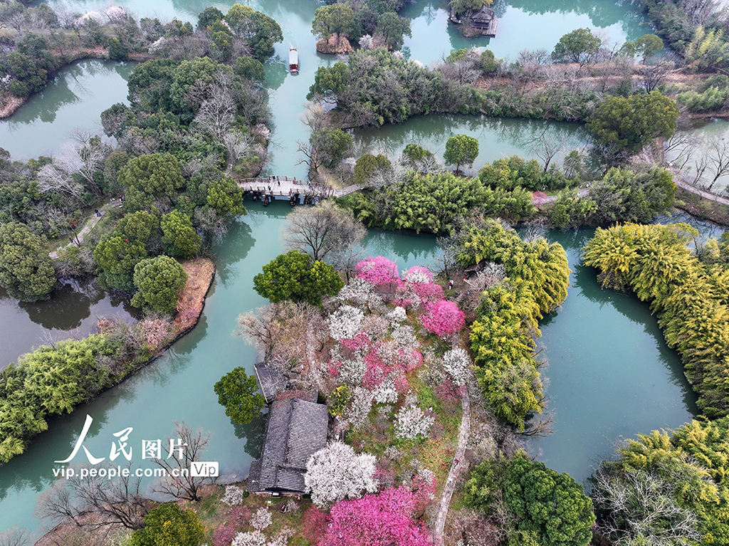 浙江杭州：梅花盛開游客來【5】