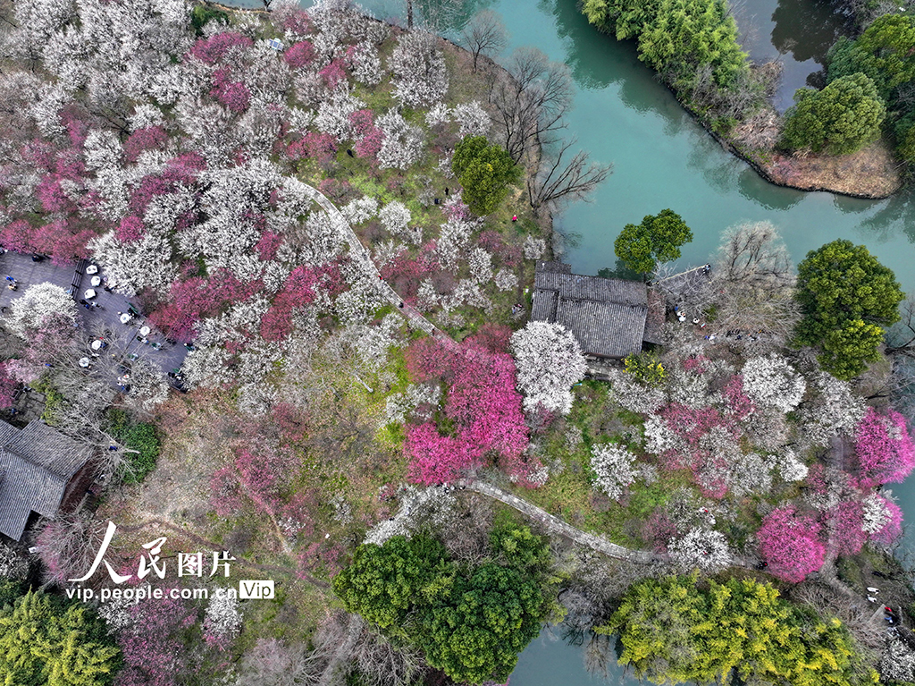 浙江杭州：梅花盛開游客來【6】