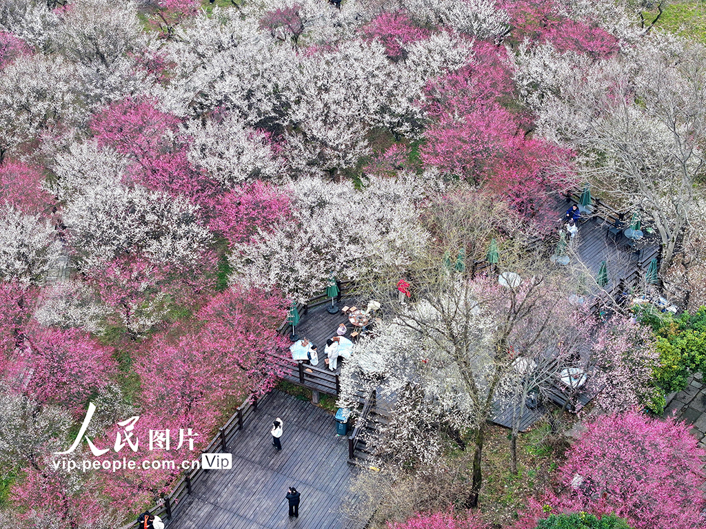 浙江杭州：梅花盛開游客來【7】