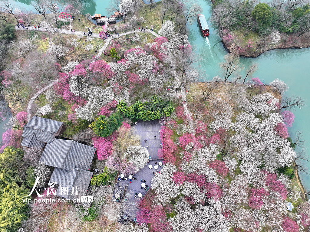 浙江杭州：梅花盛開游客來【8】