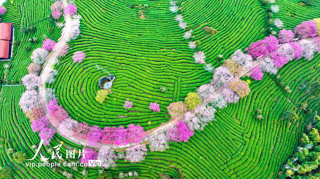 福建漳平：茶園櫻花開【3】