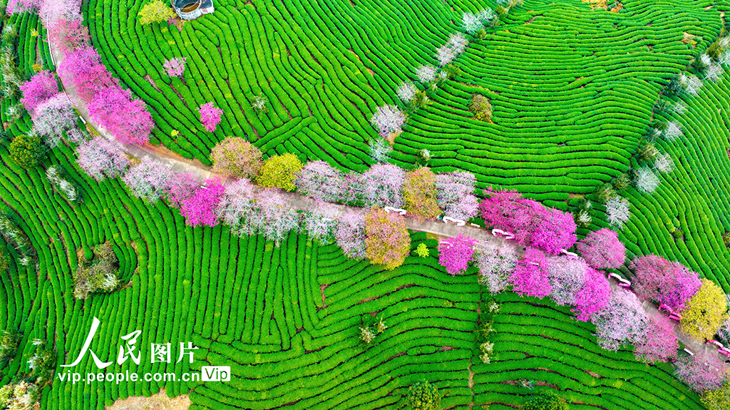 福建漳平：茶園櫻花開