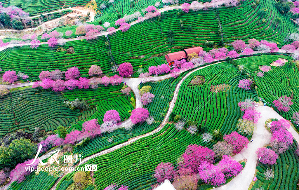 福建漳平：茶園櫻花開【2】