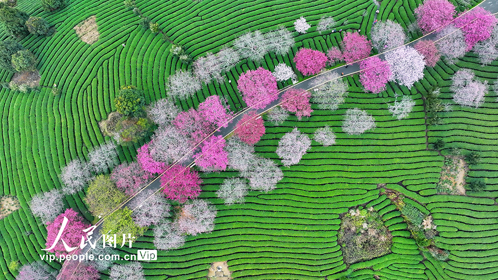 福建漳平：茶園櫻花開【4】