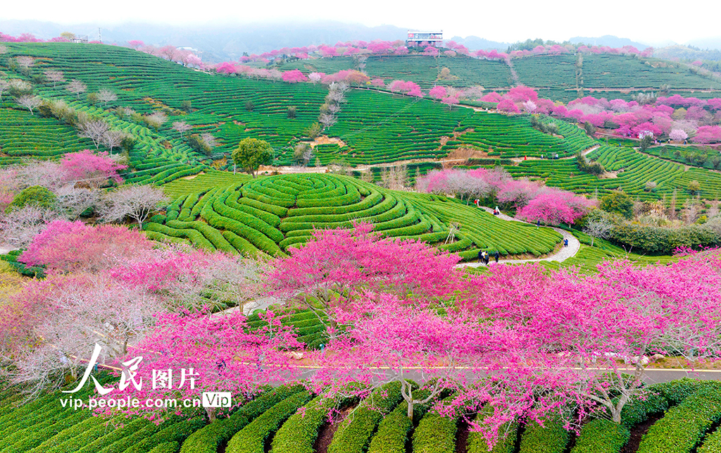 福建漳平：茶園櫻花開【5】