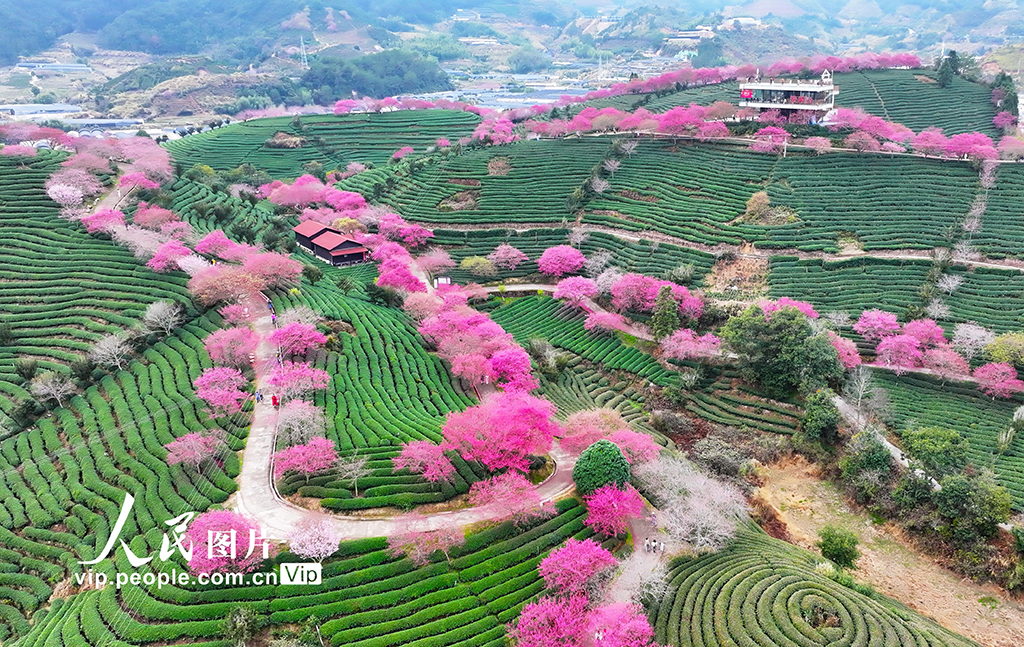 福建漳平：茶園櫻花開【6】