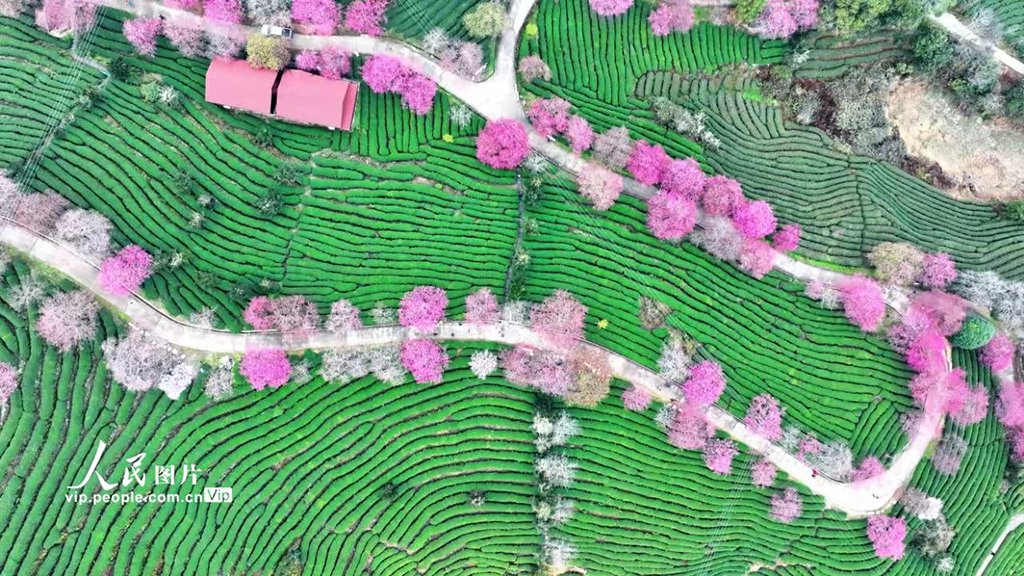 福建漳平：茶園櫻花開【8】