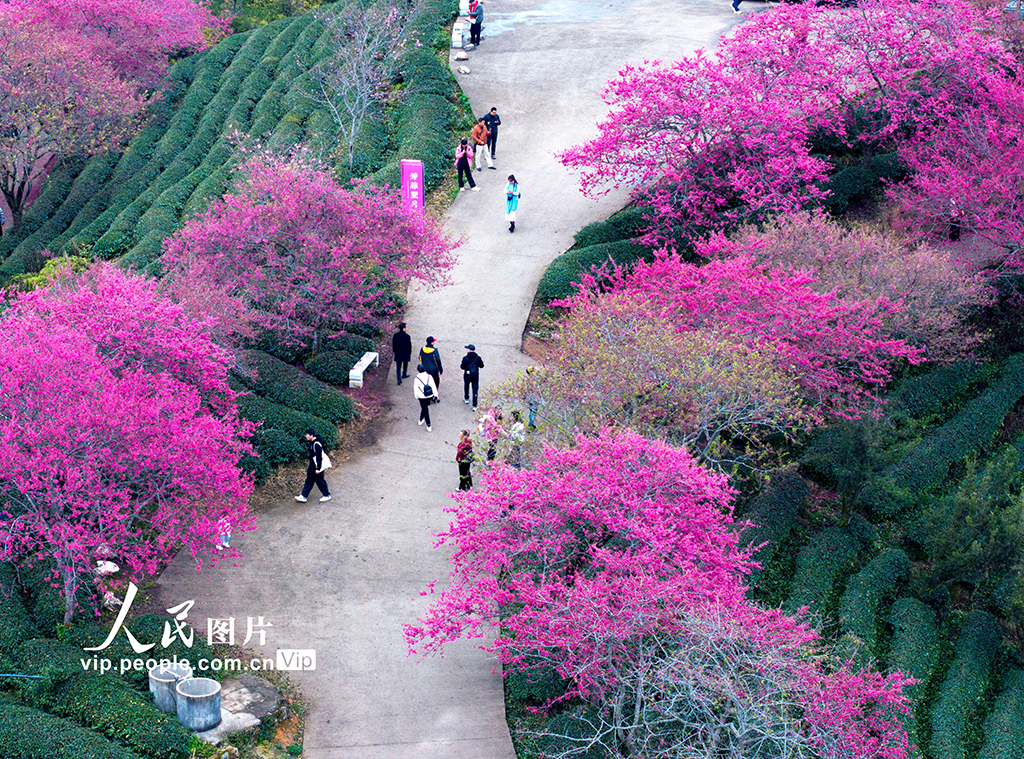 福建漳平：茶園櫻花開【9】