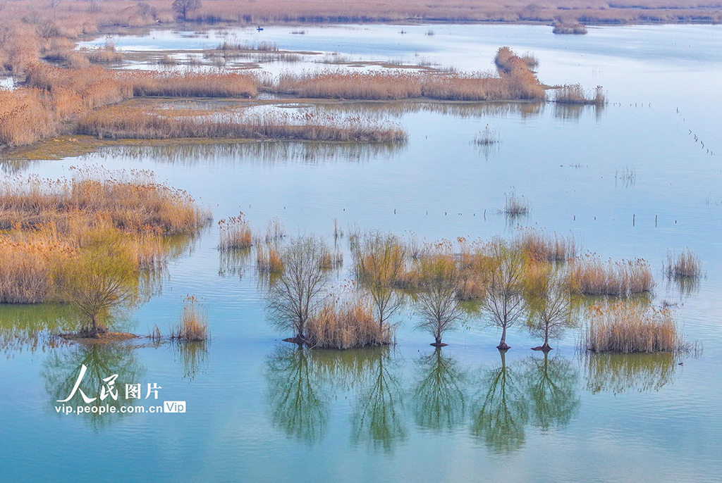 江蘇泗洪：初春濕地景如畫【4】