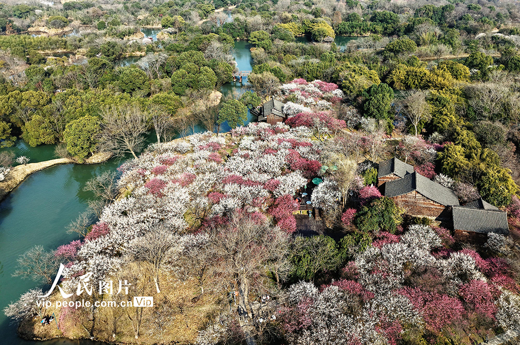 浙江杭州：西溪賞梅