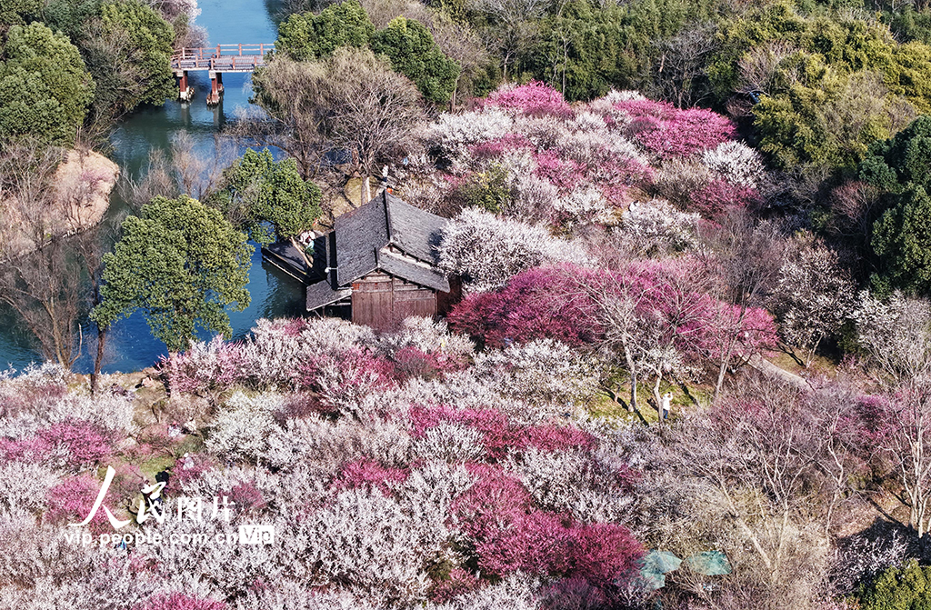 浙江杭州：西溪賞梅【2】