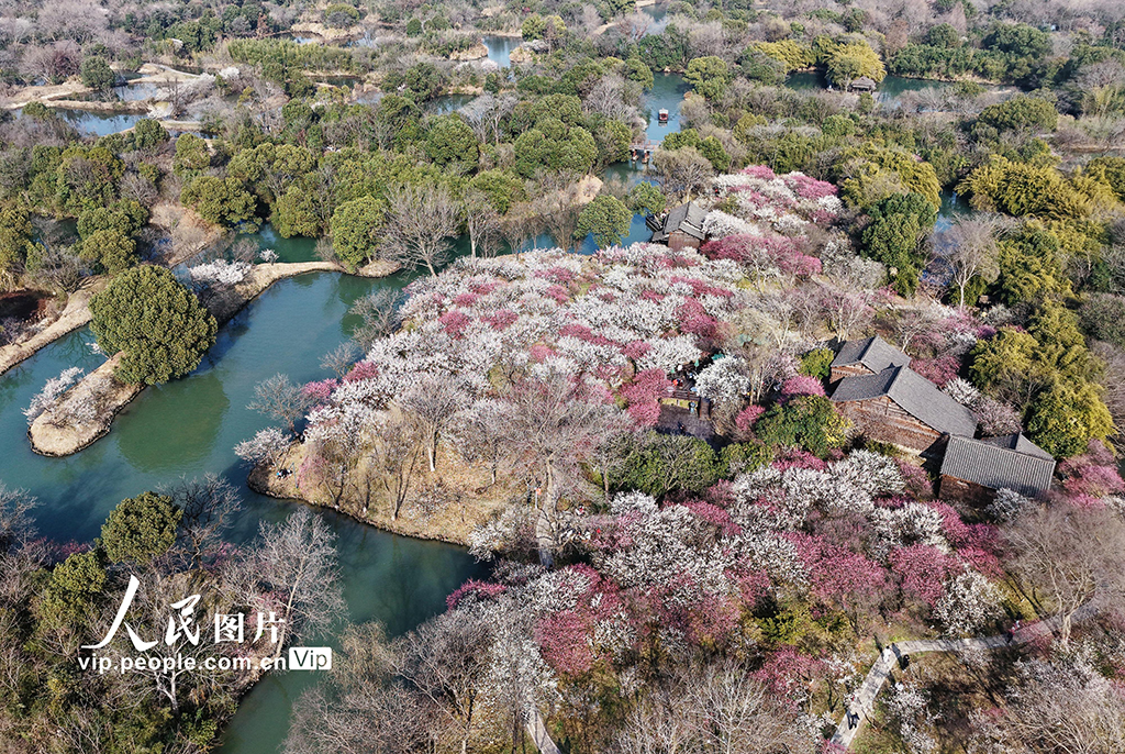 浙江杭州：西溪賞梅【3】