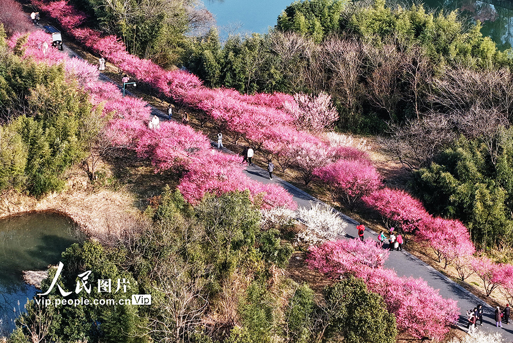 浙江杭州：西溪賞梅【4】