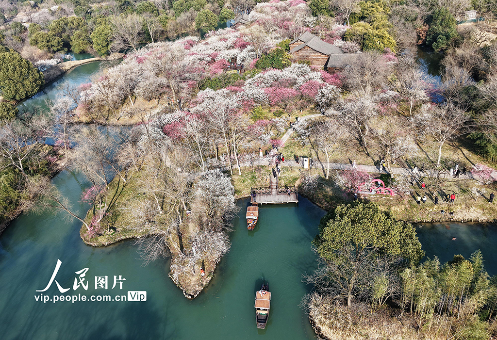 浙江杭州：西溪賞梅【6】