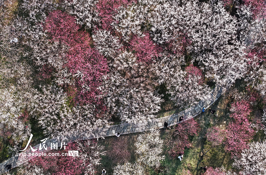 浙江杭州：西溪賞梅【7】