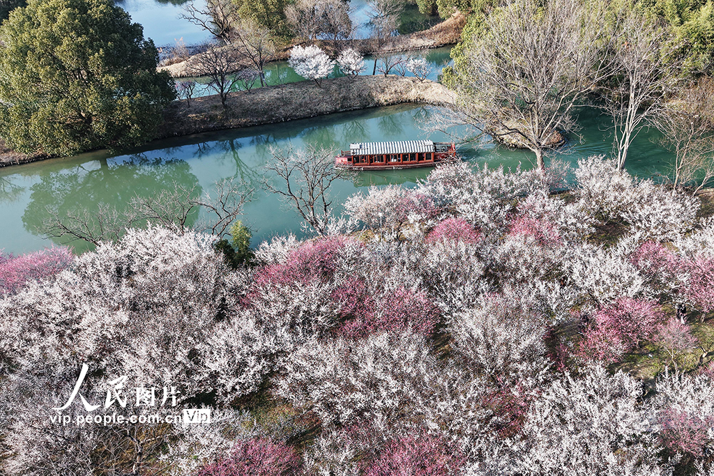 浙江杭州：西溪賞梅【8】