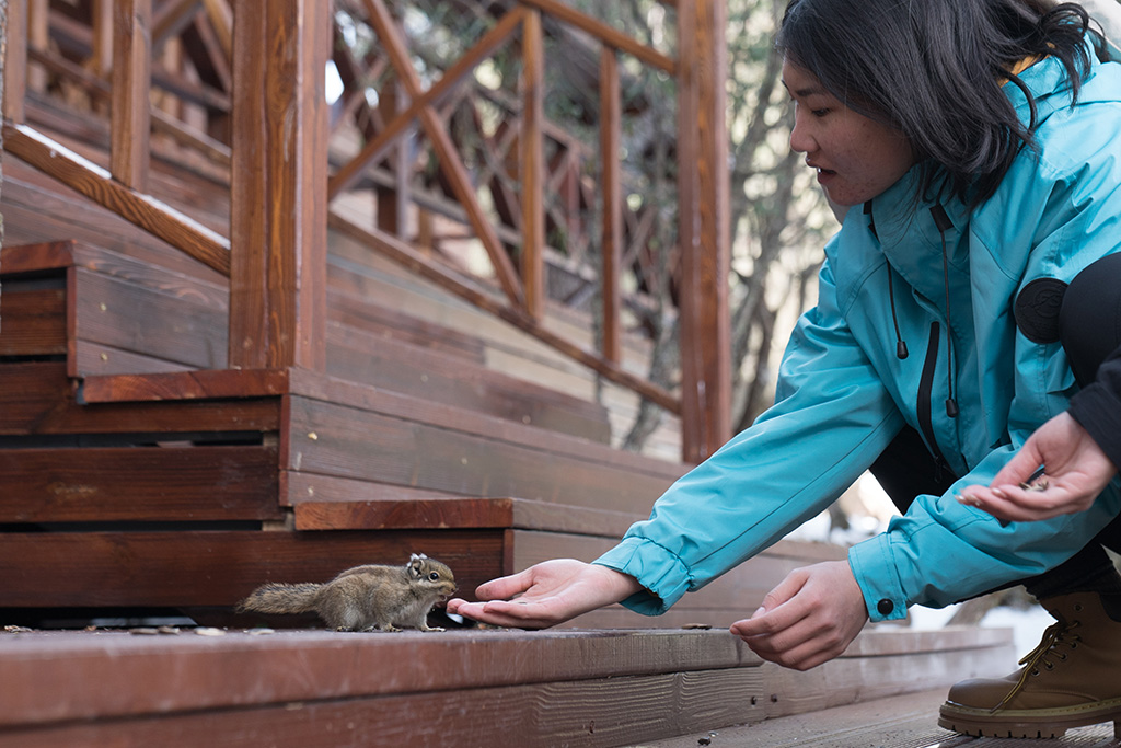 2月23日，游客在普達措景區投喂松鼠。