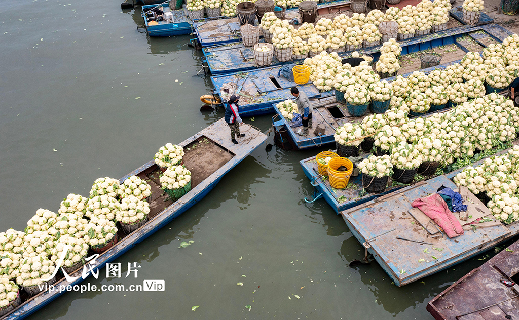 浙江瑞安：采收花椰菜【3】