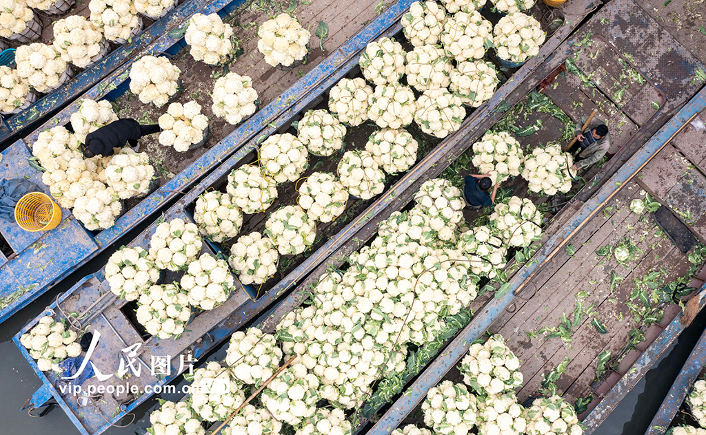 浙江瑞安：采收花椰菜【5】