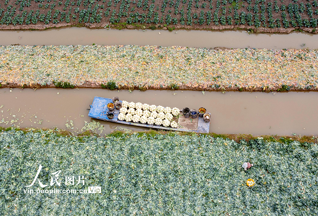 浙江瑞安：采收花椰菜【2】