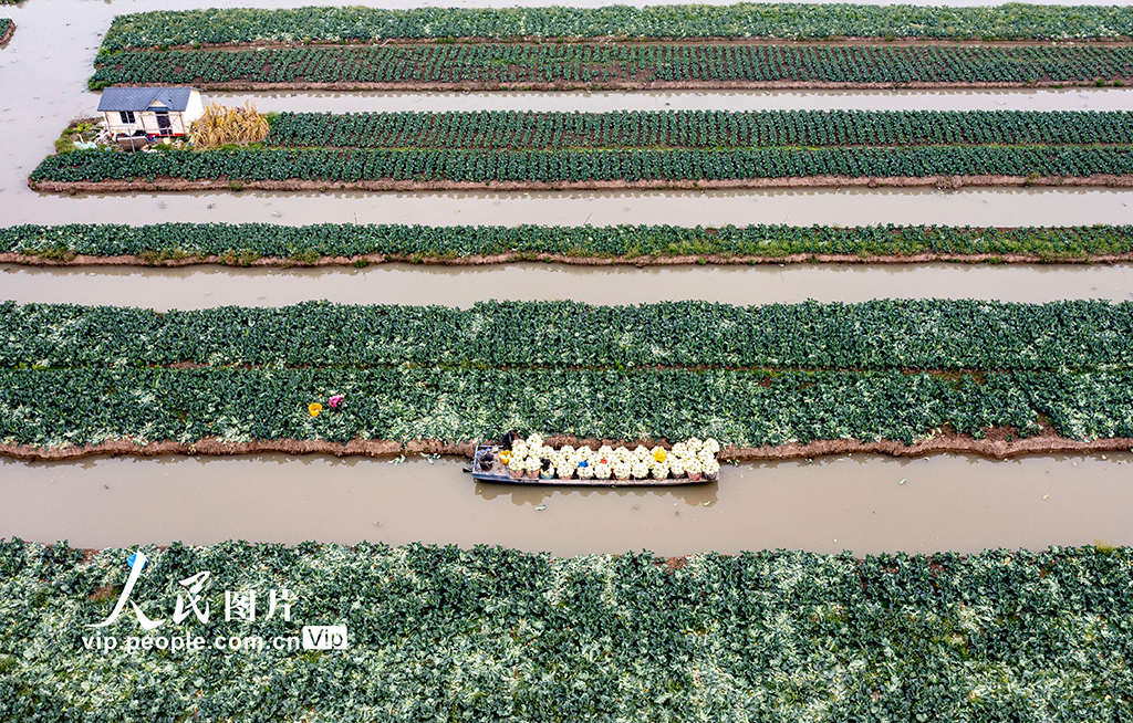 浙江瑞安：采收花椰菜