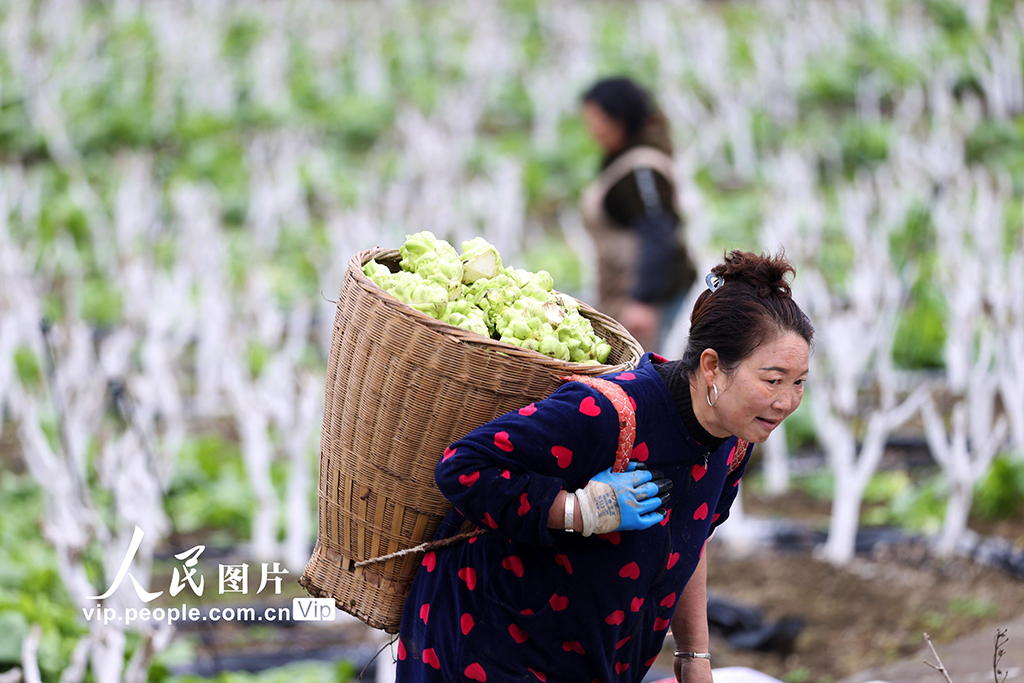 重慶：桑菜套種助增收【2】