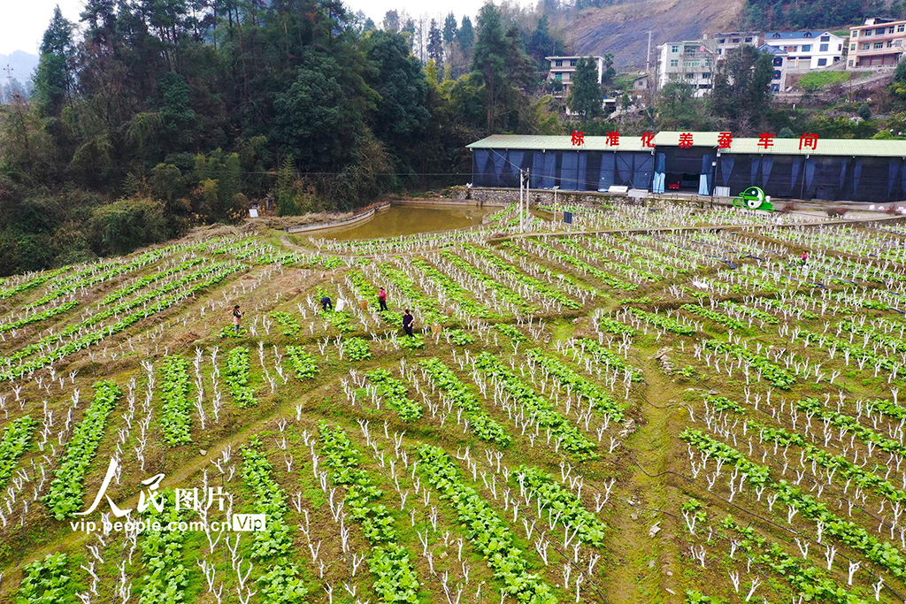 重慶：桑菜套種助增收【3】