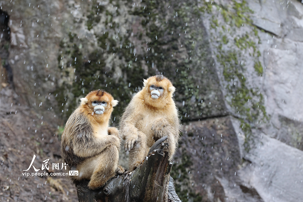 甘肅隴南：川金絲猴林間覓食嬉戲【4】