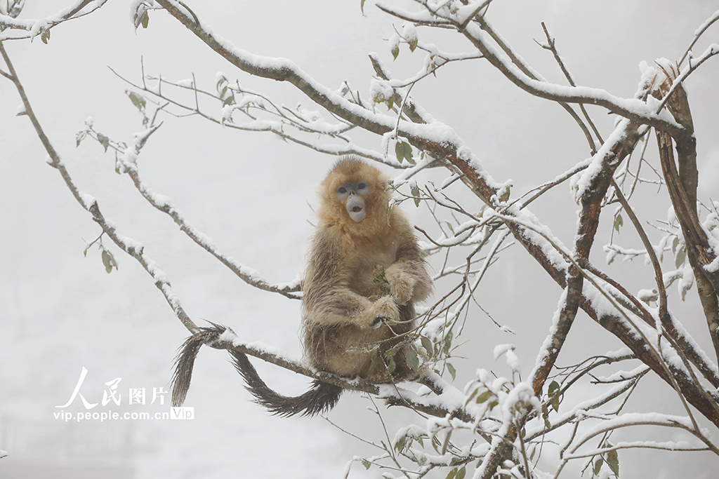 甘肅隴南：川金絲猴林間覓食嬉戲【6】