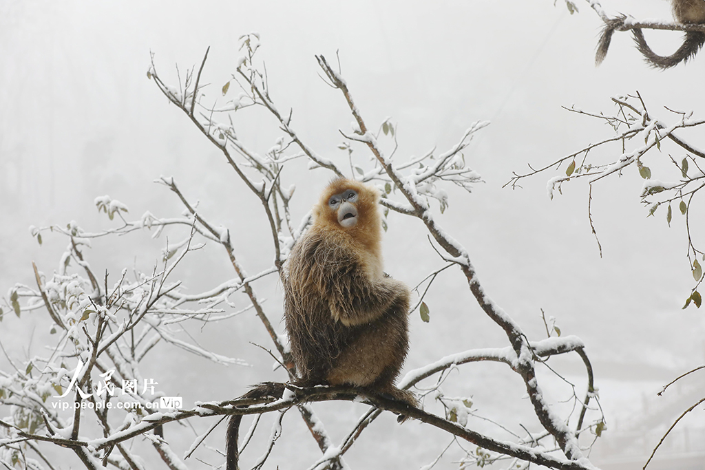 甘肅隴南：川金絲猴林間覓食嬉戲