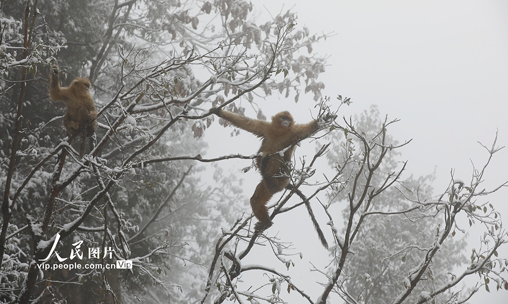 甘肅隴南：川金絲猴林間覓食嬉戲【2】