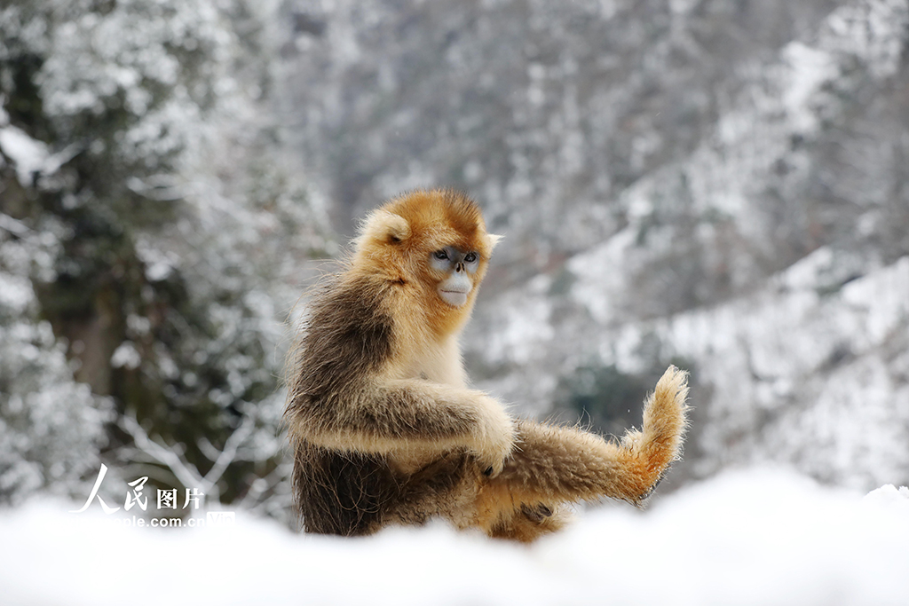 甘肅隴南：川金絲猴林間覓食嬉戲【5】