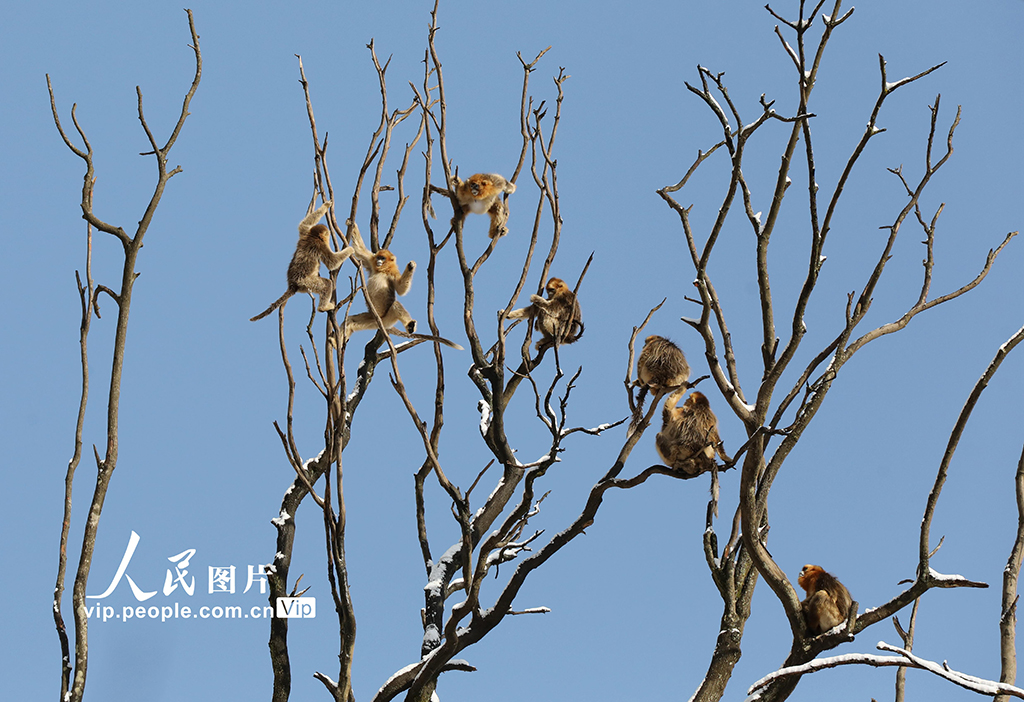 甘肅隴南：川金絲猴林間覓食嬉戲【7】
