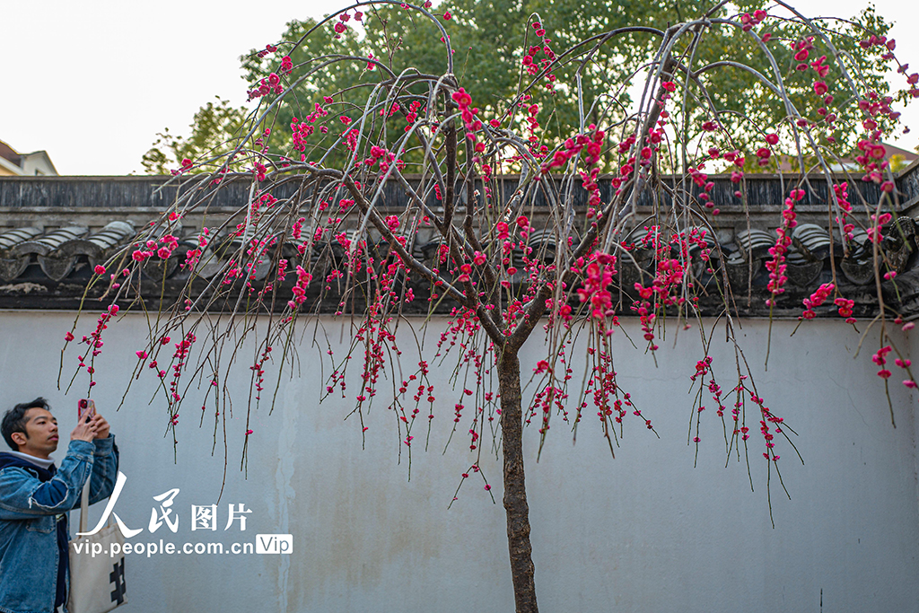 上海：梅花迎春綻放【3】