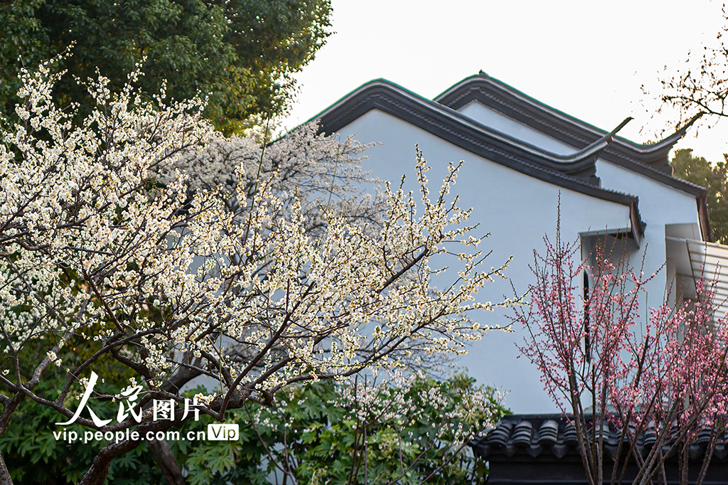 上海：梅花迎春綻放【2】