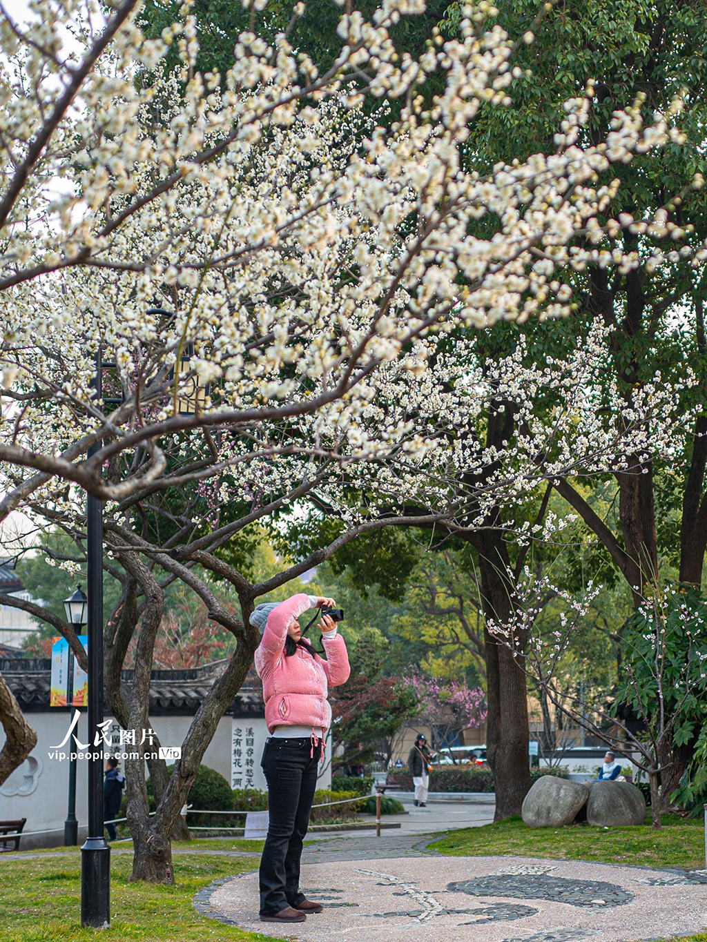 上海：梅花迎春綻放【4】