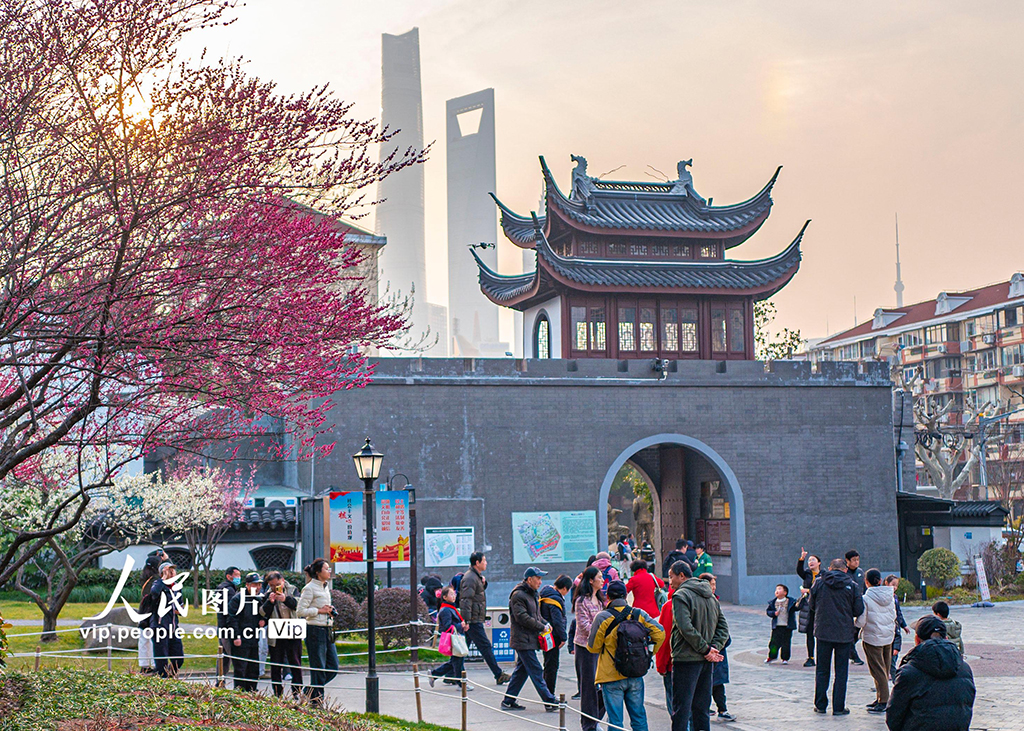 上海：梅花迎春綻放【5】